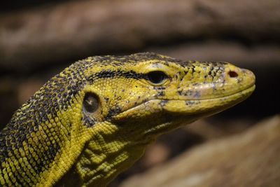 Close-up of lizard