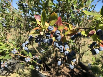 Close-up of fruits growing on tree