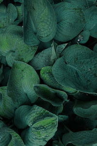 Full frame shot of fresh green leaves