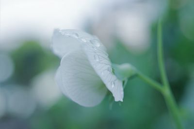 Close-up of white flowering plant
