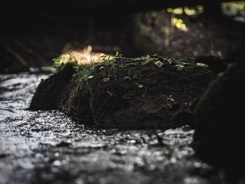 Surface level of moss on rocky shore