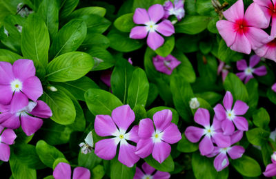 High angle view of purple periwinkles blooming on field