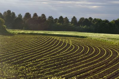 Scenic view of agricultural field against sky