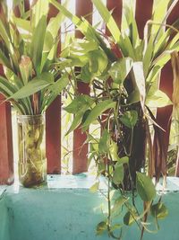 Close-up of potted plant on window