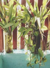 Close-up of potted plant on window