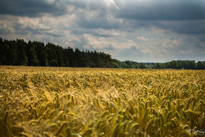 Scenic view of wheat field against sky