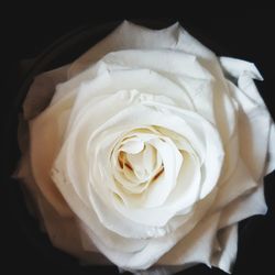 Close-up of white rose