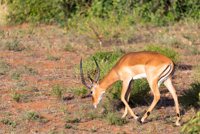 Side view of deer on field