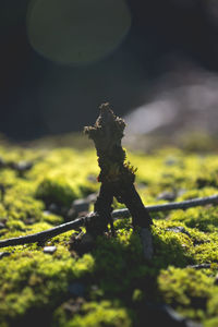 Close-up of lizard on moss