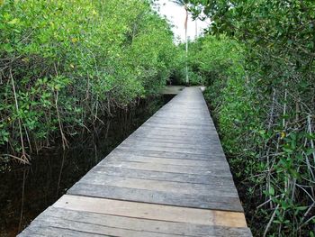Empty boardwalk amidst trees in forest