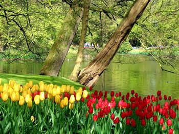View of flowering plants by lake