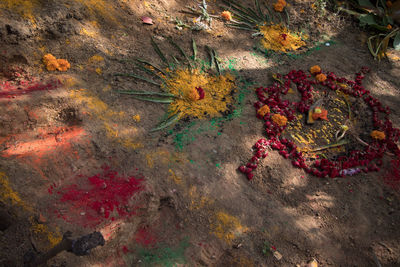 High angle view of multi colored flowers on water