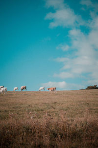 View of horses grazing in field