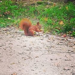 Squirrel on grass