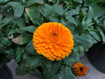 Close-up of yellow flowering plant