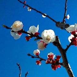 Low angle view of cherry blossom tree