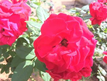 Close-up of red roses