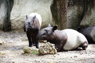 Malayan tapirs in a zoo