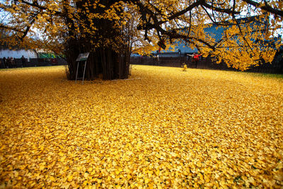 Sunlight falling on autumn leaves in park