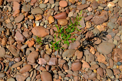 Full frame shot of pebbles