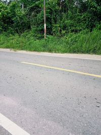 Surface level of road by trees in city