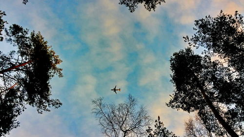 Low angle view of birds flying against sky