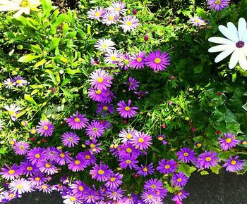 High angle view of pink flowering plants