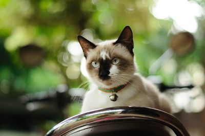 Close-up portrait of a cat
