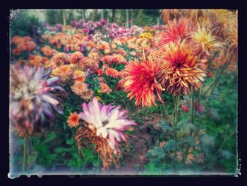 Close-up of flowers blooming outdoors