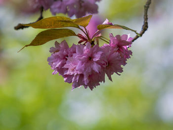 Close-up of cherry blossom