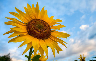 Close-up of sunflower blooming against sky