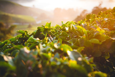 Close-up of fresh green leaves