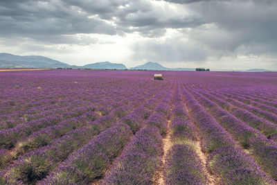 Purple flowering plants on field against sky