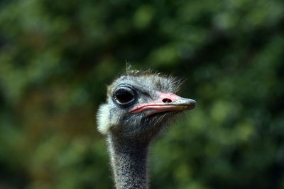 Close-up of a bird looking away