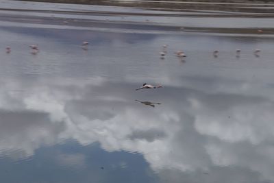 Birds flying over lake