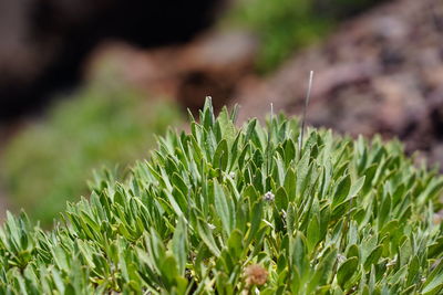 Close-up of grass growing in field