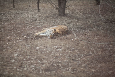 Cat lying on the ground