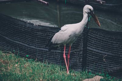 Bird perching on a field