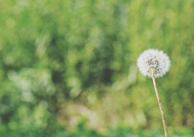 Close-up of white dandelion