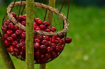 Close-up of fruits