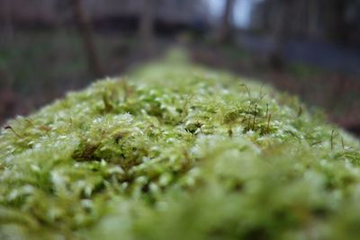 Close up of leaf