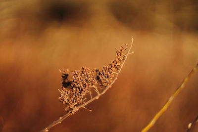 Close-up of dry leaves on plant during autumn