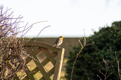 Low angle view of bird perching on a trellis against clear sky