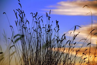 Close-up of grass against sky during sunset