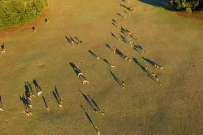 Aerial view of the deer on the grassland with the long shadow, brijuni national park, croatia