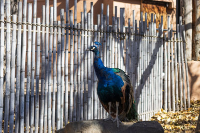 Close-up of peacock perching 