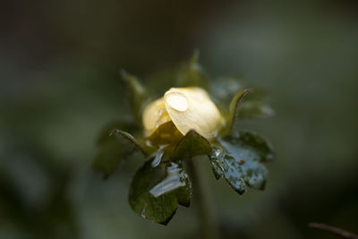 Close-up of insect on flower