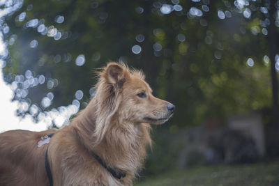 Dog on field looking away against trees