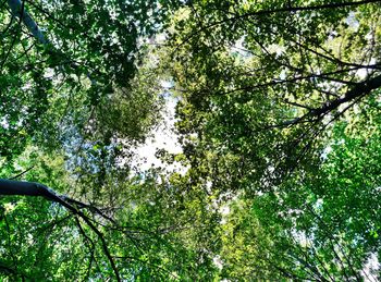 Low angle view of trees in forest