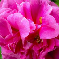 Close-up of pink flowers blooming outdoors